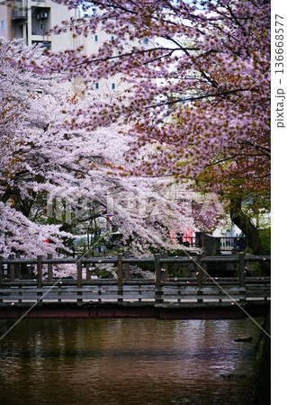 札幌市 鴨々川の桜 札幌市 鴨々川の桜 136668577