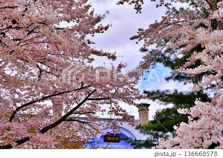 札幌市中島公園の桜 136668578