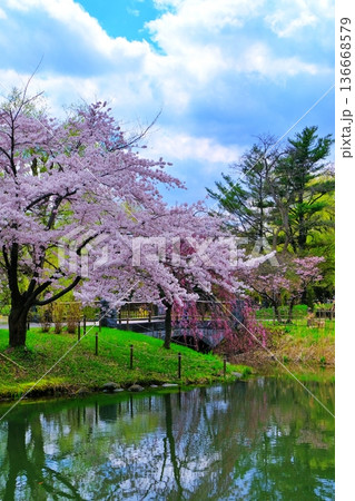 札幌市中島公園の桜 札幌市中島公園の桜 136668579