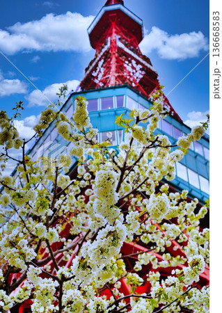 さっぽろテレビ塔の桜 さっぽろテレビ塔の桜 136668583