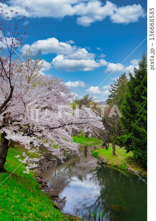 札幌市中島公園の桜 札幌市中島公園の桜 136668585