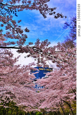 札幌市中島公園の桜 札幌市中島公園の桜 136668589