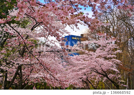 札幌市中島公園の桜並木 札幌市中島公園の桜並木 136668592