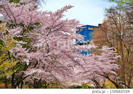 札幌市中島公園の桜並木 136668594