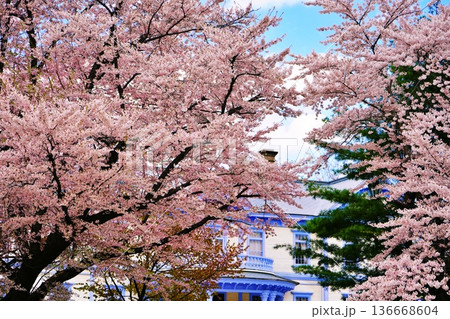 札幌市 豊平館の桜 札幌市 豊平館の桜 136668604