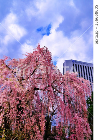 札幌市中島公園の桜並木 札幌市中島公園の桜並木 136668605