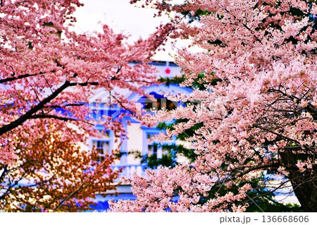 札幌市 豊平館の桜 札幌市 豊平館の桜 136668606