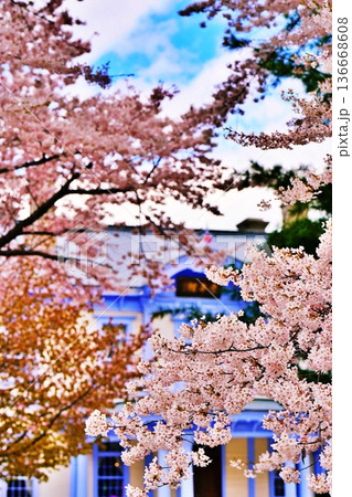 札幌市 豊平館の桜 札幌市 豊平館の桜 136668608