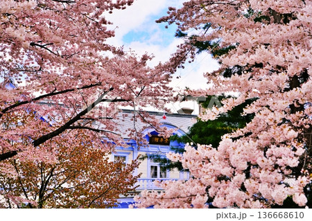 札幌市 豊平館の桜 136668610