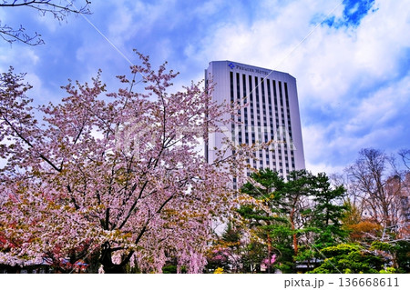 札幌市中島公園の桜並木 札幌市中島公園の桜並木 136668611