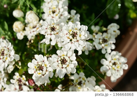 イベリス（アブラナ科）和名マガリバナ 136668868