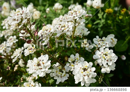 イベリス（アブラナ科）和名マガリバナ 136668898