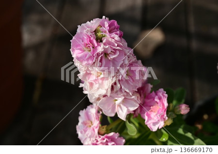 ストック(アブラナ科)アラセイトウ属の桃色の花 ストック(アブラナ科)アラセイトウ属の桃色の花 136669170
