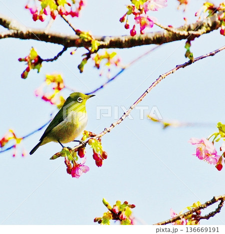 花見日和 花見日和 136669191