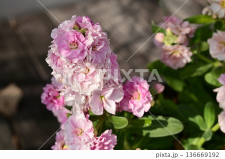 ストック(アブラナ科)アラセイトウ属の桃色の花 ストック(アブラナ科)アラセイトウ属の桃色の花 136669192