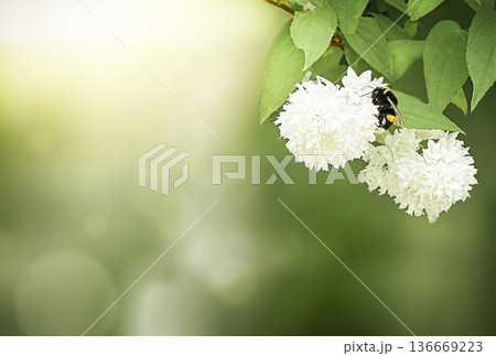 Bumblebee collecting pollen on delicate white spring flowers 136669223