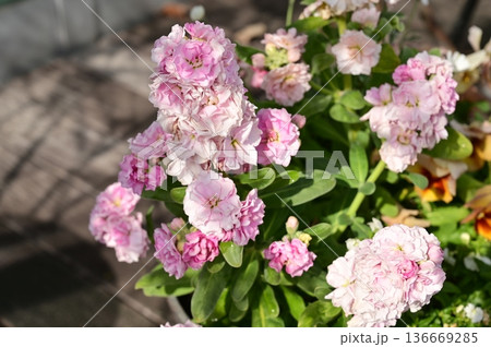 ストック(アブラナ科)アラセイトウ属の桃色の花 ストック(アブラナ科)アラセイトウ属の桃色の花 136669285