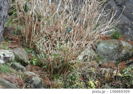 円覚寺 鷺池で獲物を狙うカワセミ 円覚寺 鷺池で獲物を狙うカワセミ 136669309