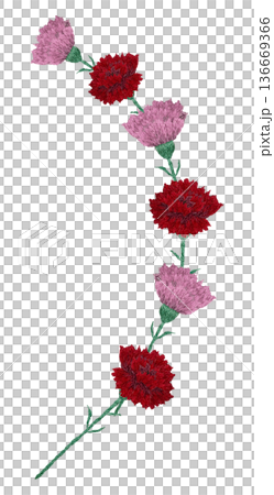 【カーネーションのカーブライン】手刺繍イラスト素材 136669366