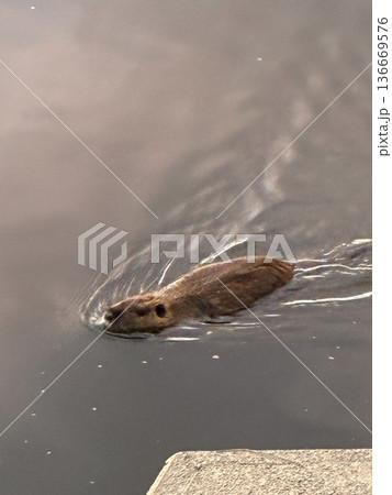 泳ぐヌートリア 136669576