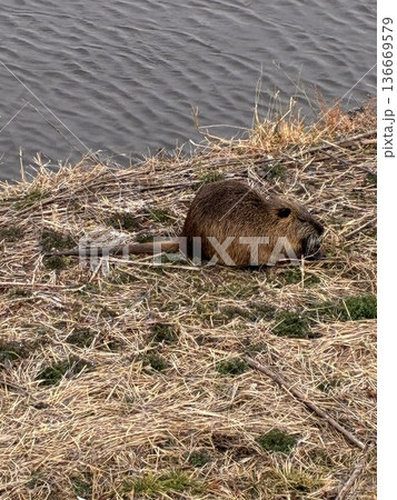 ヌートリア2 136669579