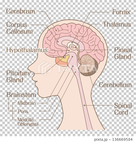 Brain structure anatomy (cerebrum, brainstem, cerebellum) color Brain structure anatomy (cerebrum, brainstem, cerebellum) color 136669584