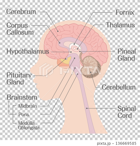 脳の構造解剖図(大脳・脳幹・小脳)カラー 脳の構造解剖図(大脳・脳幹・小脳)カラー 136669585