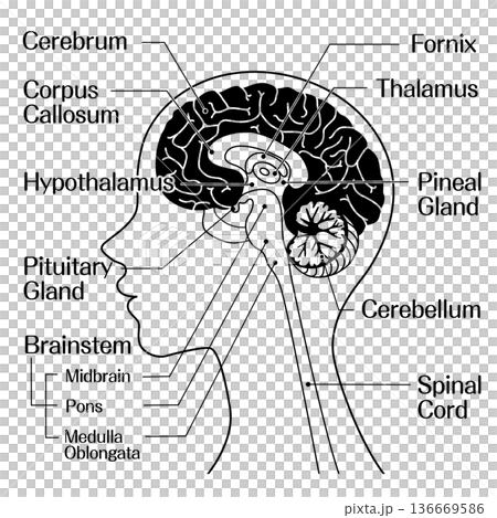 Brain structure anatomical diagram (cerebrum, brainstem, cerebellum) monochrome Brain structure anatomical diagram (cerebrum, brainstem, cerebellum) monochrome 136669586