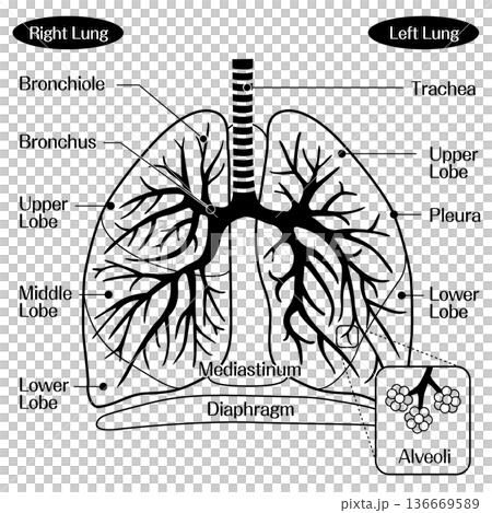 Lung structure anatomical diagram (trachea, bronchi, alveoli) monochrome 136669589