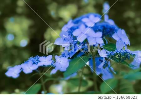 青い紫陽花 青い紫陽花 136669623