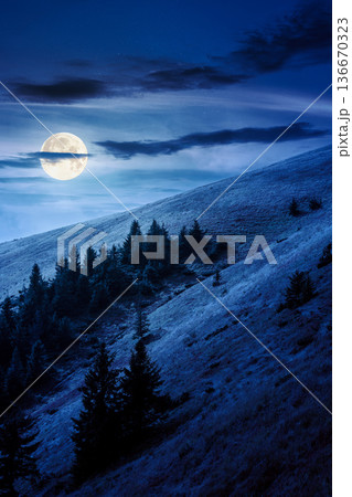 virgin coniferous forest in mountains at night. beautiful spruce trees on a steep grassy slopes in autumn in full moon light. alpine scenery. background for fake news or conspiracy concepts 136670323