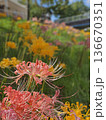 彼岸花畑 136670351