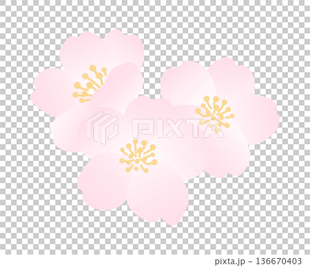 盛開的櫻花插圖 136670403