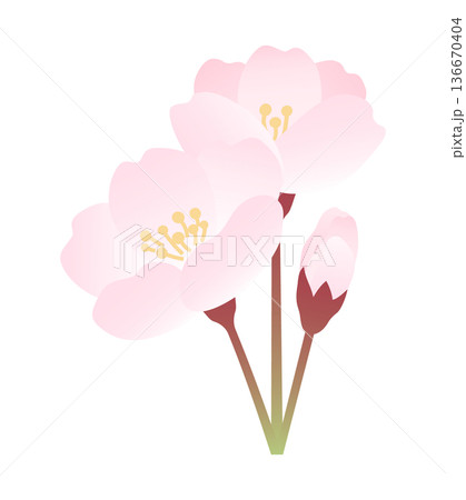 桜の小枝のイラスト素材 桜の小枝のイラスト素材 136670404