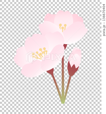 桜の小枝のイラスト素材 桜の小枝のイラスト素材 136670404