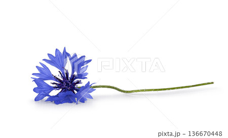 Blue cornflower blossom lying on white background 136670448