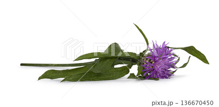 Purple centaurea flower blooming on white background 136670450