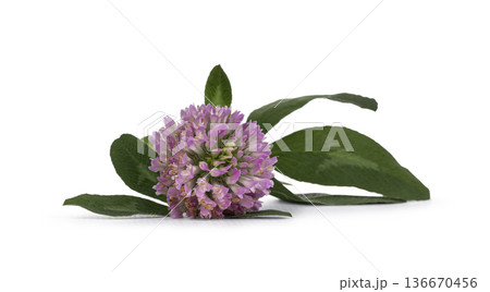Red clover flower with green leaves and stem 136670456