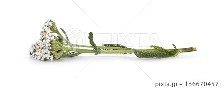 Yarrow plant with white flowers on white background 136670457