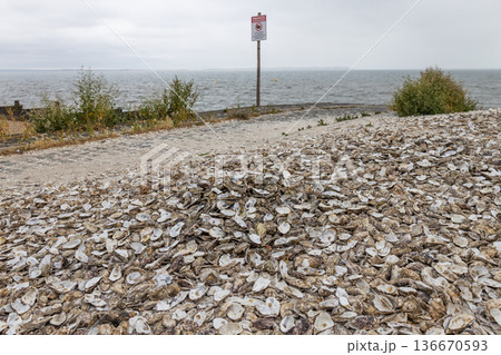 Pile of oyster shells on a coastal shoreline 136670593