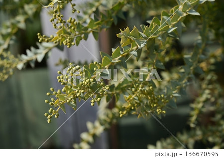 三角葉アカシア（マメ科）アカシア属の開花前 136670595