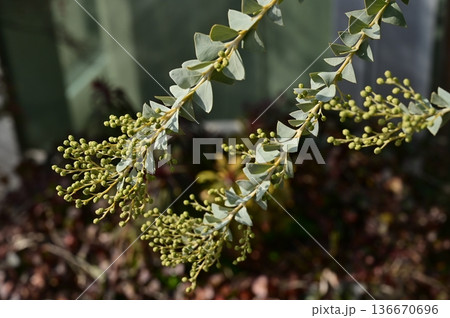 三角葉アカシア（マメ科）アカシア属の開花前 136670696