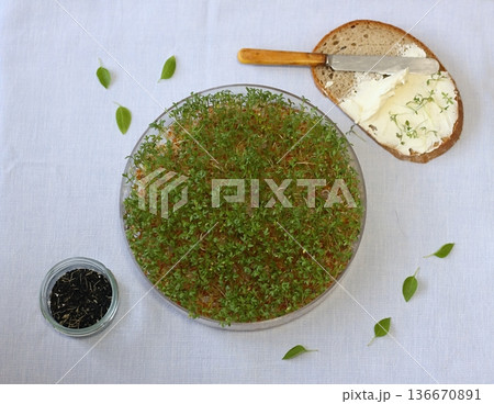 Watercress microgreens in a bowl cultivated at home for healthier eating. 136670891