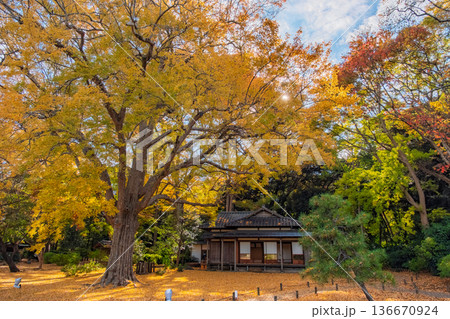 東京都文京区 秋晴れの六義園 黄金色に輝く大イチョウと心泉亭 東京都文京区 秋晴れの六義園 黄金色に輝く大イチョウと心泉亭 136670924
