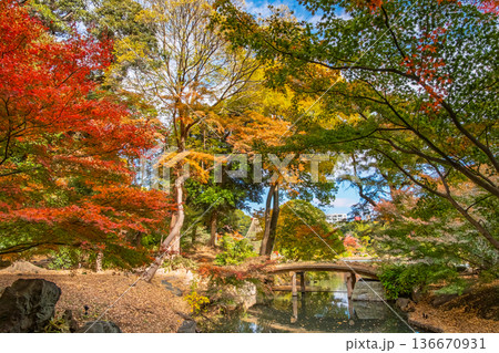 東京都文京区 色鮮やかな紅葉に包まれる秋の六義園、千鳥橋 東京都文京区 色鮮やかな紅葉に包まれる秋の六義園、千鳥橋 136670931