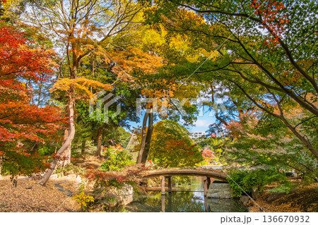 東京都文京区 色鮮やかな紅葉に包まれる秋の六義園、千鳥橋 東京都文京区 色鮮やかな紅葉に包まれる秋の六義園、千鳥橋 136670932