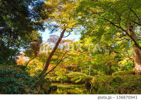 東京都文京区 秋の六義園、つつじ茶屋 136670941