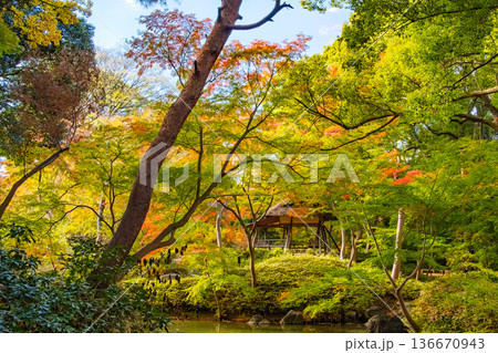 東京都文京区 秋の六義園、つつじ茶屋 136670943