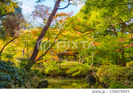 東京都文京区 秋の六義園、つつじ茶屋 136670945
