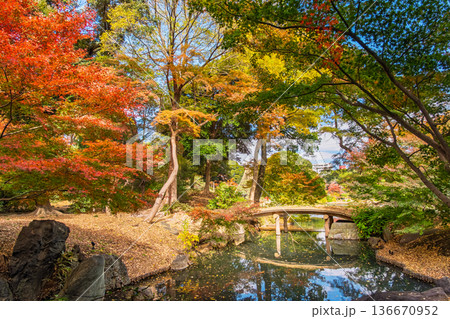 東京都文京区 色鮮やかな紅葉に包まれる秋の六義園、千鳥橋 東京都文京区 色鮮やかな紅葉に包まれる秋の六義園、千鳥橋 136670952
